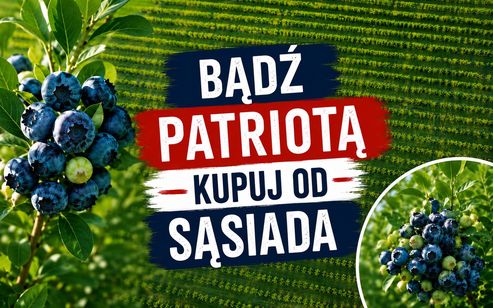 Borówki z Krużlowej podbijają region. Są nowe możliwości dla klientów i sprzedawców!